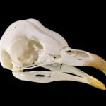 Волонтеры помогли орнитологам понять эволюцию клювов