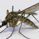 Тягу комаров к больным малярией связали с метаболитом