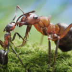 Ученые: муравьи готовят «лекарства» для защиты колонии от инфекции