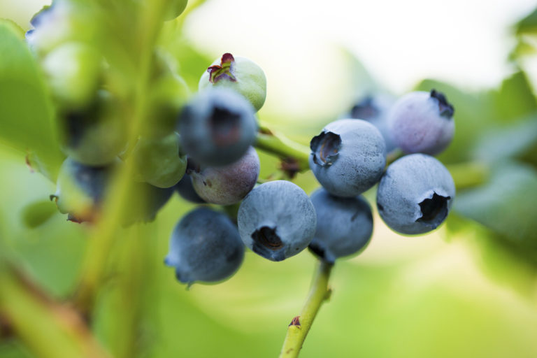 top-hat-blueberry-bush