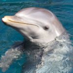 Искусственный интеллект составит словарь языка дельфинов