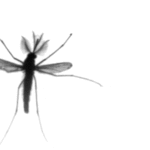 Кинематика комариного полета оказалась уникальной