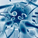 Сперматозоиды предложили использовать в борьбе с раком у женщин
