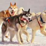 Российские ученые нашли в Арктике самые ранние свидетельства собаководства