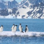 Морские льды Антарктики в 2017 году таяли быстрее, чем когда-либо