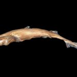 На Гавайях нашли новый вид миниатюрных светящихся акул