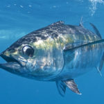 Глобальное потепление заставило рыб «похудеть»