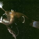 Почему обитатели морских глубин в процессе эволюции приобрели такой ужасающий вид?