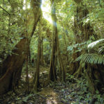 Влажные тропики выделяют больше углерода, чем поглощают
