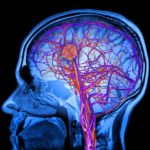 Ученые подтвердили возможности мозга удалять отходы через лимфатическую систему