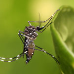 В США будут бороться с комарами с помощью бактерий
