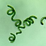 Ученые сделали гибридных клеточных роботов из водорослей