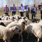 Овцы узнали на фотографии Барака Обаму