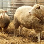 Болезнь клонированной овечки Долли поставили под сомнение