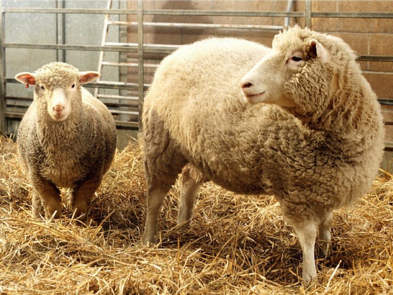 dolly-and-polly-genetic-sheep
