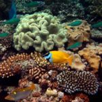 Большой Барьерный риф может спасти «пересадка» коралловых полипов