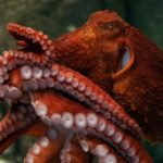 Биологи открыли новый вид гигантских осьминогов