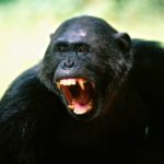 Отсутствие жалости к справедливо наказанным роднит людей и шимпанзе