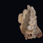 В Израиле обнаружены древнейшие останки людей за пределами Африки