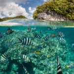Ученые предупредили об опасности уменьшения концентрации кислорода в океане