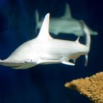 Биологи обнаружили акул, способных питаться водорослями
