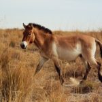 Ученые установили истинное происхождение лошади Пржевальского