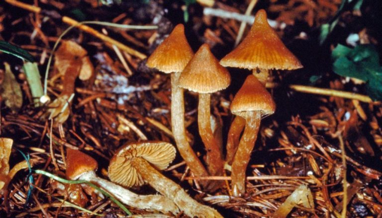 gettyimages-154718769-liberty-cap-psilocybe-semilanceata-a-psilocybin-mushroom-magic-drugs-psychedelic-1120