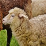 Ученые впервые получили химерные эмбрионы овцы с человеческими клетками