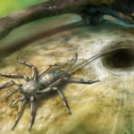 В янтаре найдены древние пауки с длинным хвостом