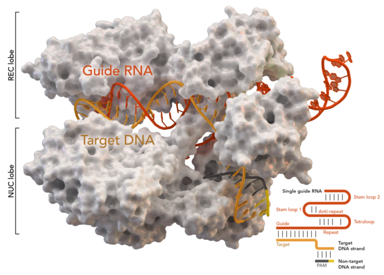 Crispr Cas