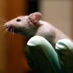Новый эндоскоп размером с человеческий волос впервые проник в мозг живой мыши