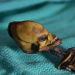 Полный геном «гуманоида» из Атакамы раскрыл редчайшие нарушения развития скелета