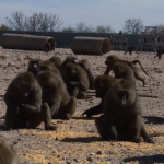Бабуины биолаборатории сбежали из загона, используя внутренний инвентарь