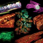 Новый микроскоп показал работу клеток внутри организма в 3D