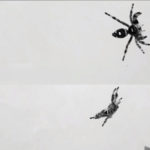 Натренированный паук стал образцом для прыгающих роботов