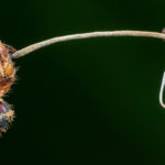 Климат заставил паразита изменить поведение муравьев-зомби