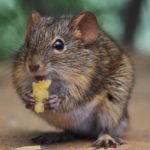 Ученые «отключили» у мышей тягу к сладкому