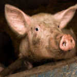 Новый вирус свиней может оказаться опасным для человека