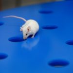 Серотонин увеличил время ожидания награды у мышей