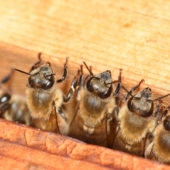 honey-bee-workers-lined-up