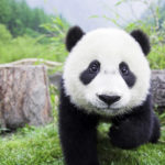 Китайские ученые исследовали ДНК вымершей панды
