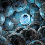 Ученые изолировали клетки — источник регенерации