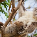 У коал обнаружены гены, помогающие обезвреживать яд эвкалипта