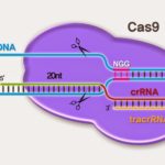 У человека может быть иммунитет к CRISPR/Cas9. Конец для редактирования генома?