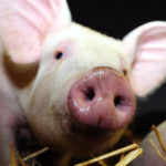 Медики пересадили свиньям легкие «из пробирки»