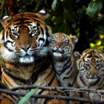 Метод поиска серийных убийц защитит тигров от вымирания