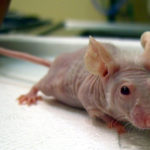 Ученые заставили шерсть облысевших мышей снова расти