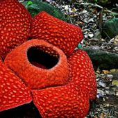 rafflesia-flower_1004_5301
