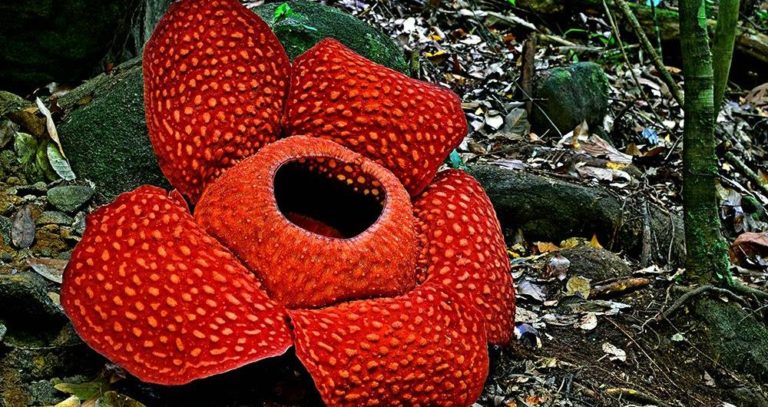 rafflesia-flower_1004_5301