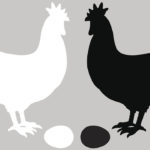 Ученые исследовали квантовую странность проблемы курицы и яйца
